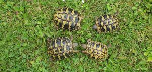 Griechische Landschildkröten 