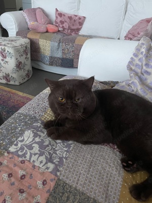 Deckkater choclate Bild 3