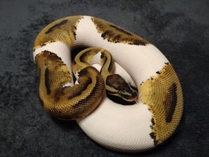 1.0 Piebald 100 % het Desert Ghost nz.22  ... Königspython   Python Regius 