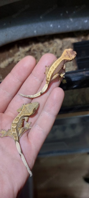 crested gecko 100% het axanthic kronengeckos 0.0.1