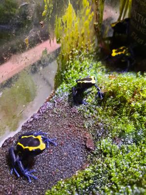 Dendrobates tinctorius nominat 0.0.3