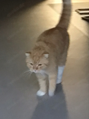 Milo (Cat) Bild 5