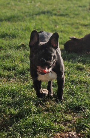 Französische Bulldogge