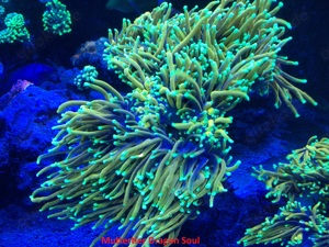 Korallen Ableger Euphyllia Golden Torch und Dragon Soul