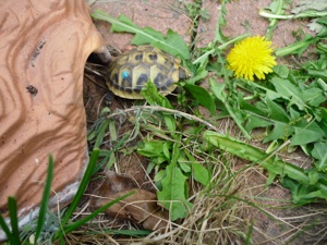 Griechische Landschildkröten, Nachzuchten aus 2022