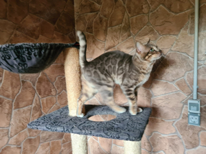 Bengal Deckkater blau, snow lynx und charcoal Träger, mit Stammbaum Bild 2