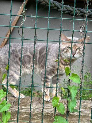 Bengal Deckkater blau, snow lynx und charcoal Träger, mit Stammbaum