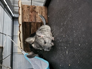 Chinchilla weibchen