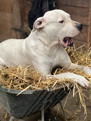 Dogo Argentino Maedchen