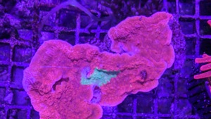 Montipora grafted