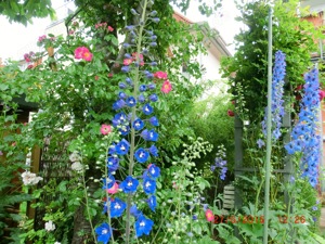 Gartenhilfe, "Dschungelbewältiger*in"gesucht