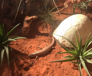 zu verschenken - gefleckter Walzenskink Chalcides ocellatus NZ'22