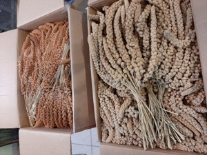 Biete rote und gelbe Kolbenhirse von Panto an