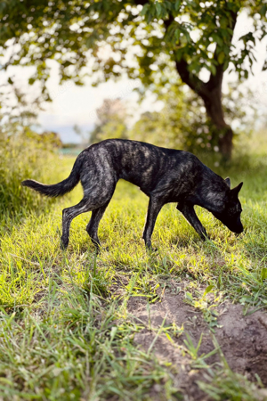 Herder Hündin, Holländische Schäferhündin