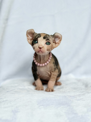 Sphynx Elf mit Stammbaum