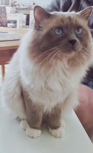 Deckkater  Bild 2