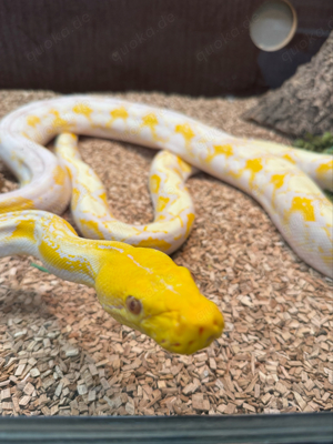 Netzpython Albino Tiger