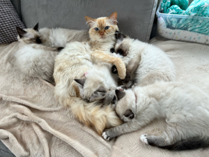 Heilige Birma Deckkater Red Cream Tabby Point  Bild 6