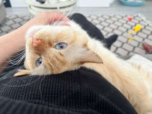 Heilige Birma Deckkater Red Cream Tabby Point  Bild 7