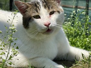 BUDDY (geb. 2017) sucht sein Zuhause!