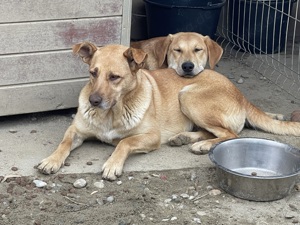 CANDY (geb. 2020) sucht ein ZUHAUSE Bild 4