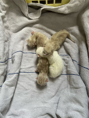 Erfahrener Deckkater BKH Bild 7