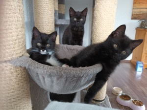 BKH-Kitten, schwarz, schwarz-weiss Bild 2