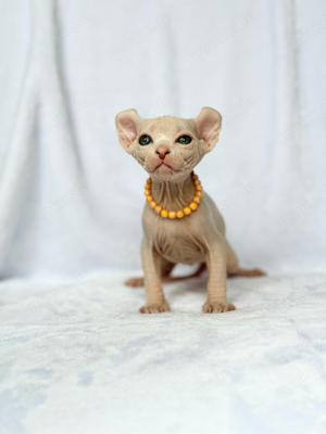 Sphynx Elf mit Stammbaum