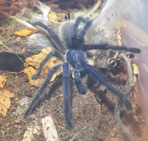 Monocentropus balfouri Bild 2