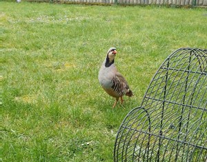 Steinhühner Hühner Keklik chukar 