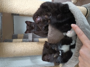 BKH-Kitten, schwarz, schwarz-weiss Bild 3