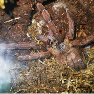 Phormingochilus sp rufus 0.1