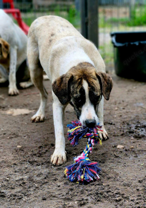 Hundemädchen junge Hündin Chestnut, *04 23, möchte adoptiert werden