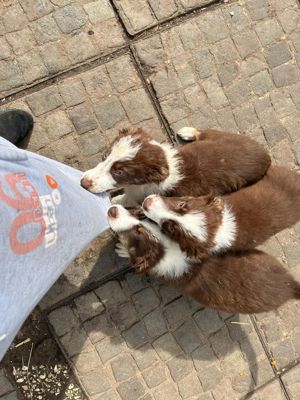 Australian Shepherd Welpen 