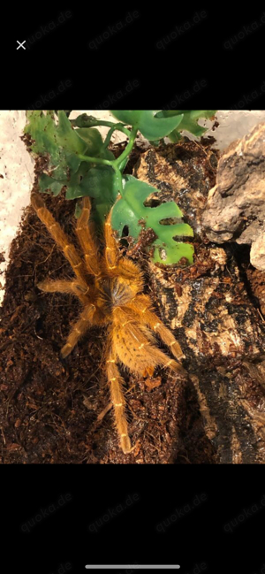 Pterinochilus murinus rcf Vogelspinne Nachzuchten 2,5 cm KL 