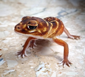 1.0 Nephrurus levis levis het Patternless knopfschwanzgecko 