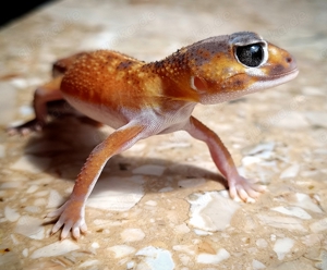 3.0 Knopfschwanzgecko(ph,het,Patternless)%%%%%