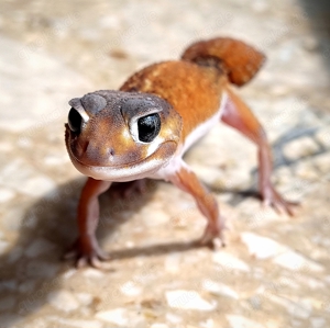 1.0 knopfschwanzgecko Nephrurus levis levis Patternless %%%