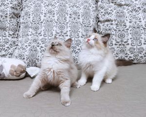 Ragdoll Mink bicolour und point Kitten suchen ab 3.06 ein schönes Zuhause Bild 4