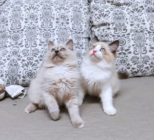 Ragdoll Mink bicolour und point Kitten suchen ab 3.06 ein schönes Zuhause Bild 3