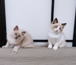 Ragdoll Mink bicolour und point Kitten suchen ab 3.06 ein schönes Zuhause Bild 5