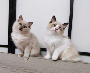 Ragdoll Mink bicolour und point Kitten suchen ab 3.06 ein schönes Zuhause Bild 7