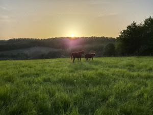 Platz auf der Sommerweide frei