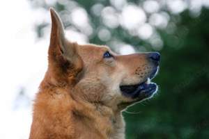 Vouki   der gutmütige Schäferhund-Mix mit Herz und Charme Bild 3