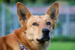 Vouki   der gutmütige Schäferhund-Mix mit Herz und Charme Bild 2