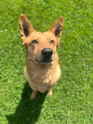 Vouki   der gutmütige Schäferhund-Mix mit Herz und Charme Bild 4