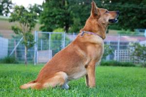 Vouki   der gutmütige Schäferhund-Mix mit Herz und Charme Bild 5