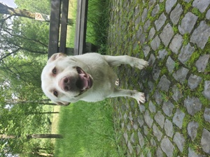 Deckrüde Labrador Retriever Bild 6