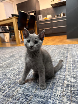 Reinrassige Russisch Blau Kitten (1w, 1m) Bild 2