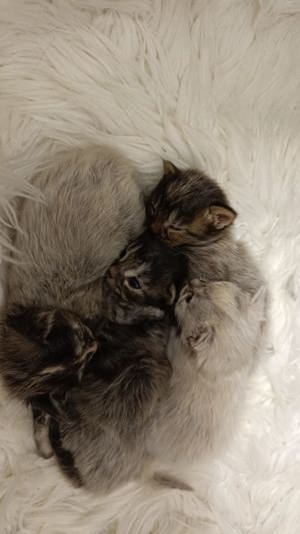 Maine Coon Deckkater *Rot* Bild 9